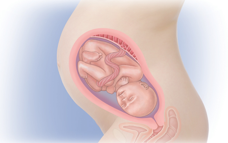 The third trimester starts from week 28 to week 40 (equivalent to months 7 to 9).